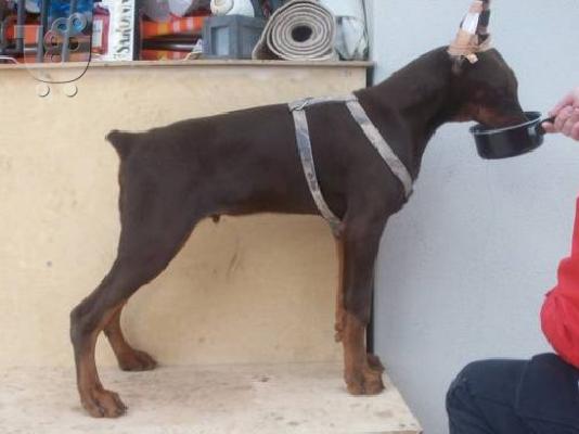 PoulaTo: Κουτάβι Ντοπερμαν με Pedigree 450 Euro