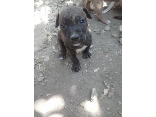 PoulaTo: polounte pit bull