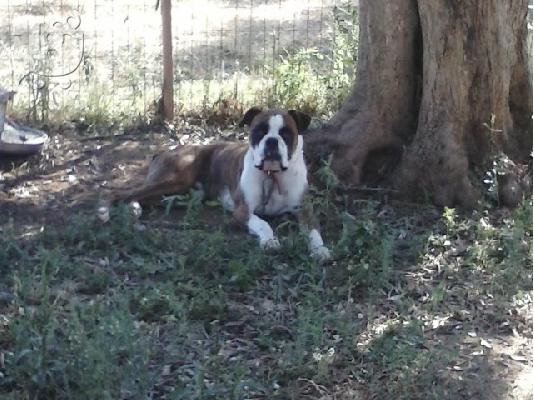 PoulaTo: boxer