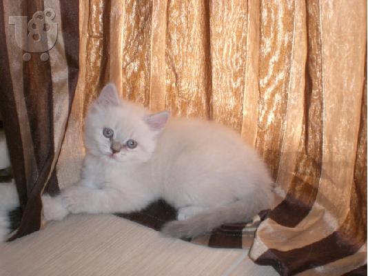 HIMALAYAN ΠΕΡΣΙΚΑ ΓΑΤΑΚΙΑ Περσική (Persian)