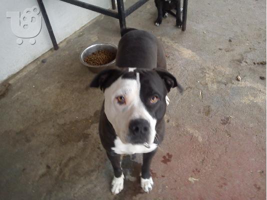 pitbull red nose