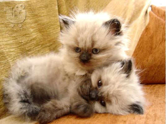 persika himalayians color-point gatakia