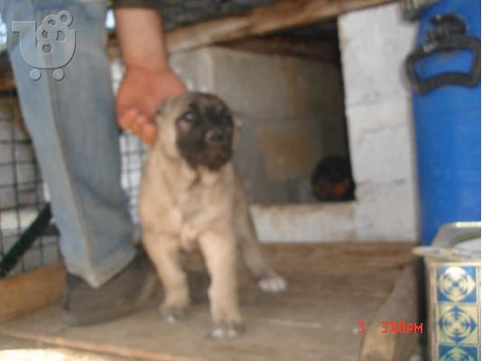 turkish kangal