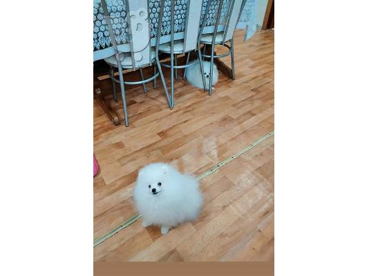 PoulaTo: Σούπερ χαριτωμένα κουτάβια Pomeranian