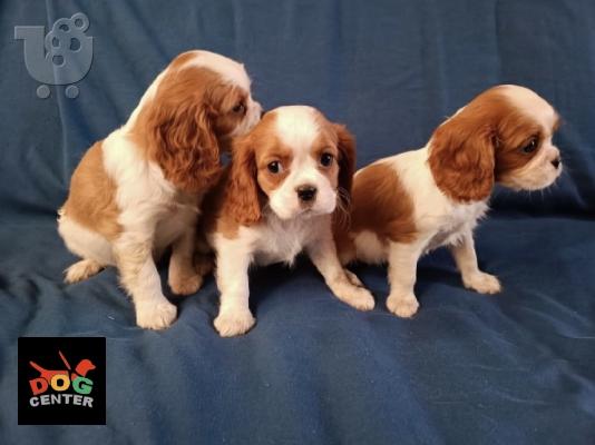 Cavalier king Charles