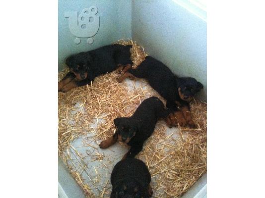 ROTTWEILER
