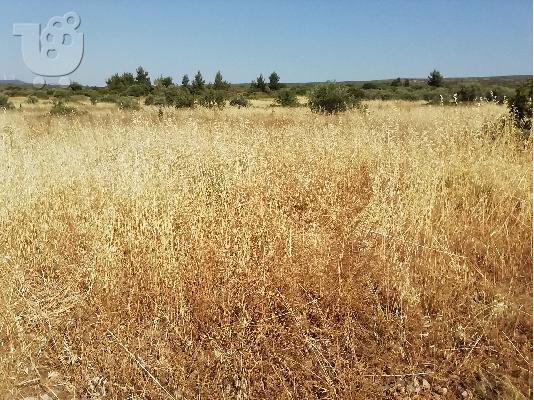 ΠΩΛΕΙΤΑΙ ΑΓΡΟΤΕΜΑΧΙΟ 3 ΣΤΡΕΜΑΤΑ