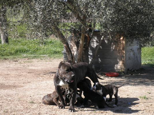 bandog x pit-bull Πίτμπουλ