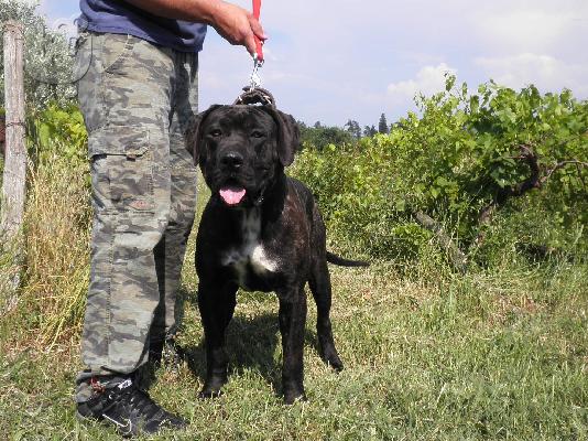 PoulaTo: bandog Πίτμπουλ