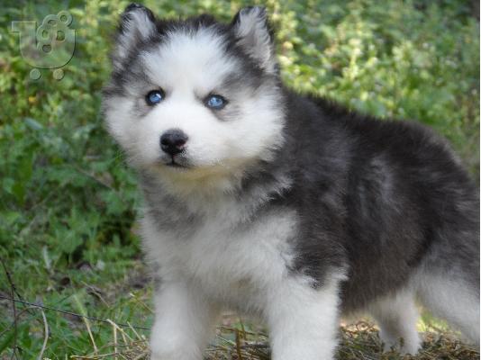 PoulaTo: Seberian Husky     Χασκι Σιβιριανα καθαροαιμα κουταβια