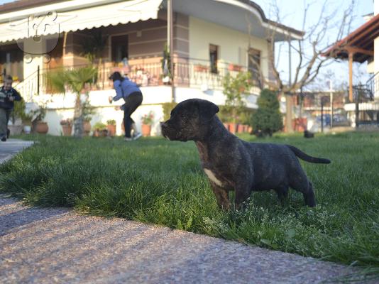 Perro De Presa / Dogo Canario