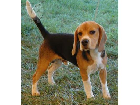 αρσενικό και θηλυκό beagle για ένα νέο σπίτι