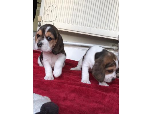 Beagle κουτάβια προς πώληση.