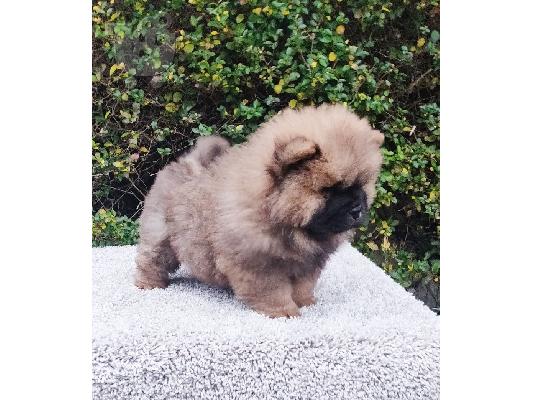 Όμορφα κουτάβια Chow Chow