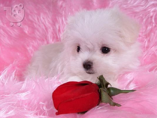 PoulaTo: Ανεκτίμητη γενεαλογία Maltese Puppy έτοιμο για υιοθεσία!