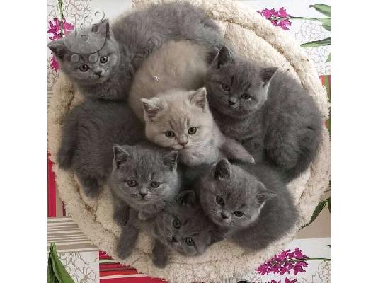 PoulaTo: british shorthair kittens for adoption