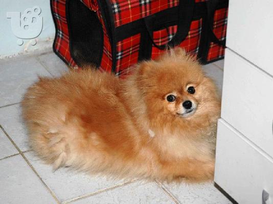 POMERANIAN TOY
