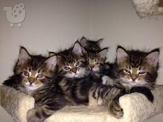PoulaTo: Όμορφη γαϊδουράγκαθο Maine Coon