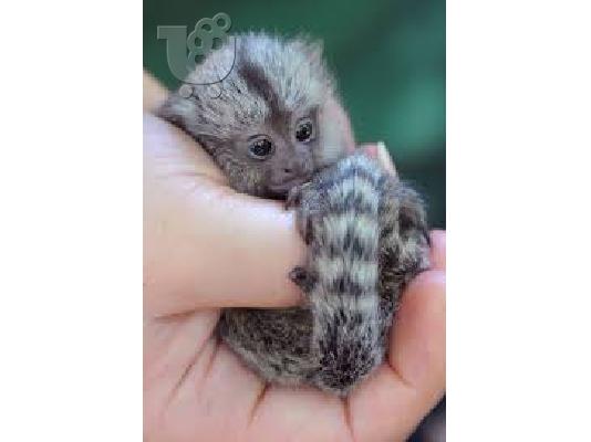 PoulaTo: lovely marmoset for 300€