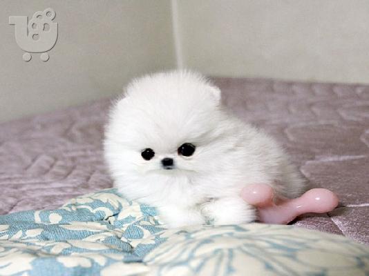 PoulaTo: Pomeranian κουτάβια