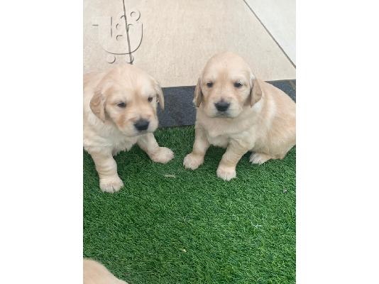 PoulaTo: Πωλείται κουτάβι Golden Retriever