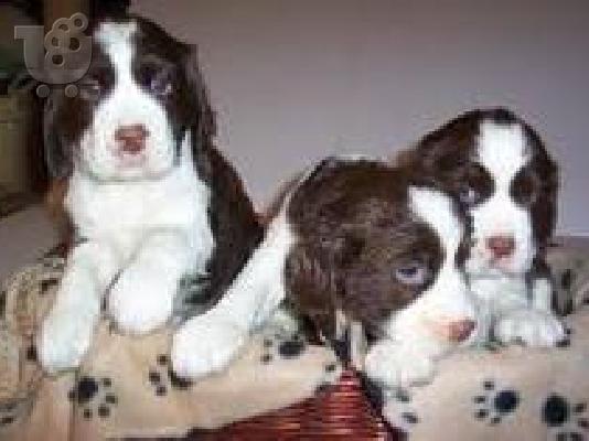 PoulaTo: English Springer Spaniel for  adoption Λαγόσκυλο