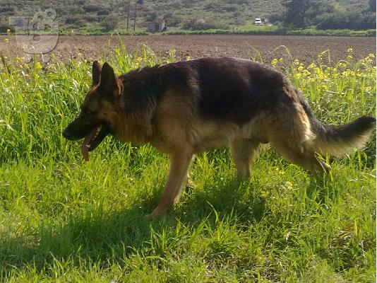 PoulaTo: Γερμανικά Ποιμενικά