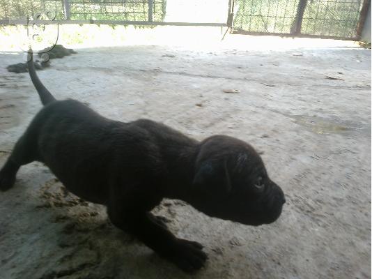 Pit bull alligetor
