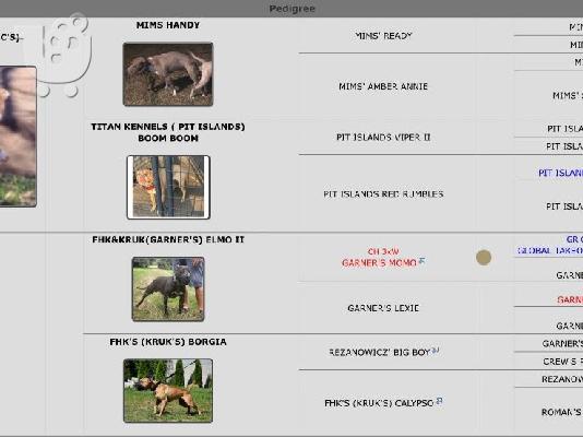Αμερικανικό Pitbull Terrier κουτάβια