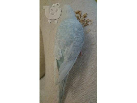 Πωλείται budgie 2 μηνών αρσενικό