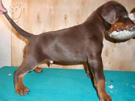 PoulaTo: DOBERMAN