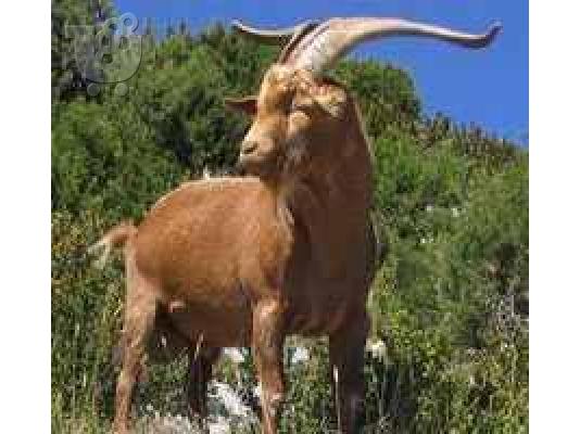 PoulaTo: ΑΓΡΙΟΚΑΤΣΙΚΑ - ΑΝΤΙΛΟΠΕΣ AGRIOKATSIKA-ANTILOPES..L.. Τεριέ Γιορκσάιρ