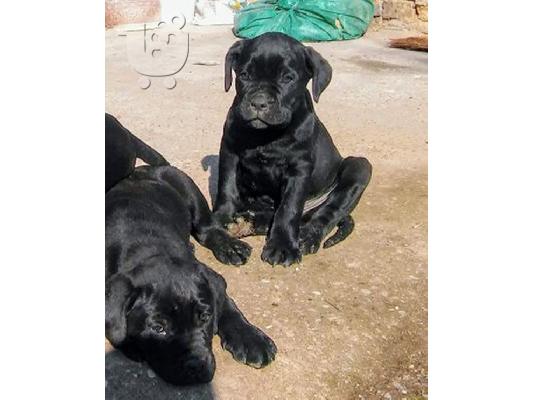 Κουτάβια Cane Corso
