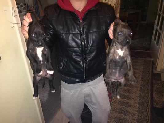 PoulaTo: PITBULL