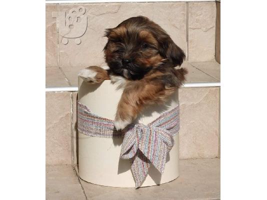PoulaTo: Κουτάβι Havanese bichon