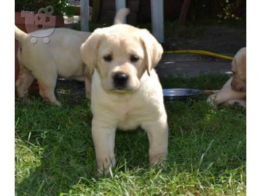 LABRADOR