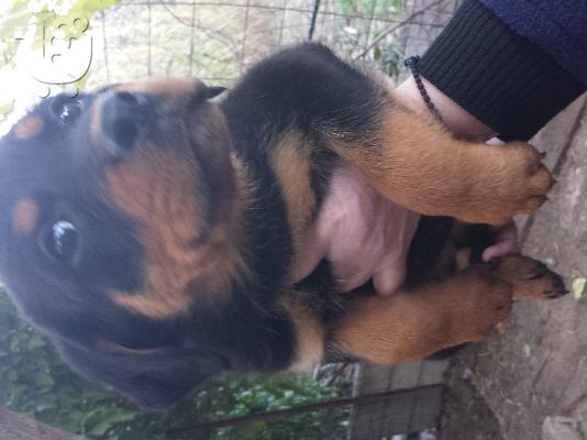 Καθαρόαιμα rottweiler