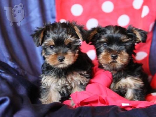 PoulaTo: Yorkshire terrier super pocket, Αττική (€ 120.00 )