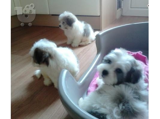 PoulaTo: 5 μικροσκοπικά Shih Tzu μωρά έτοιμο τώρα
