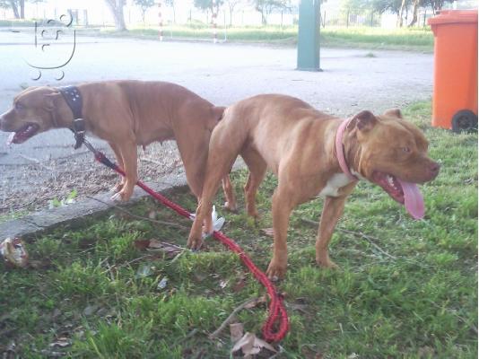 pitbull red nose