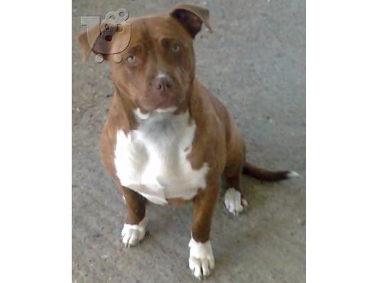 πωλειται θυληκο pitbull red nose