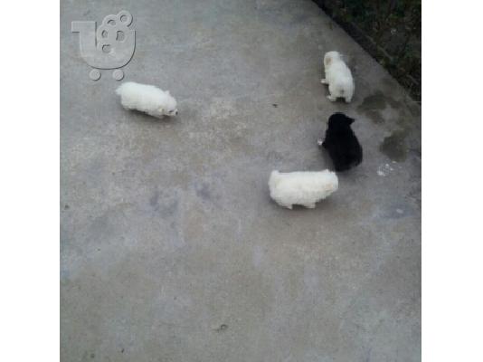MINI SHPITZ