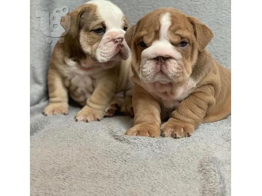 Cățeluși drăguți de buldog englezesc