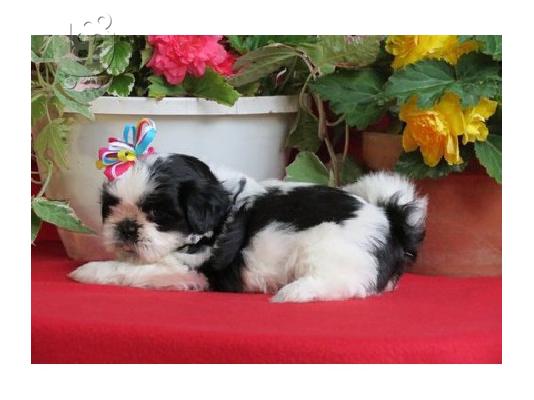 φοβερό shih tzu κουτάβι Διαθέσιμο