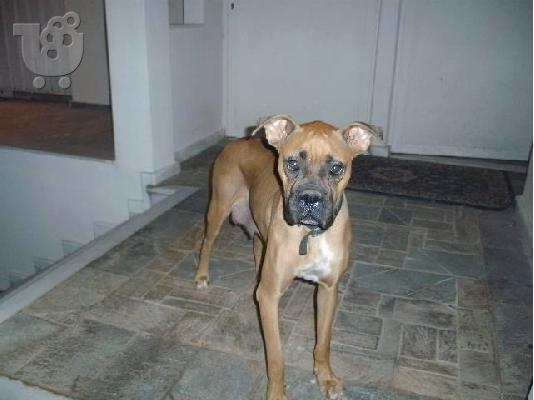 boxer 2 μηνων απο 1η γεννα ΜΗΤΕΡΑΣ ΚΑΙ ΠΑΤΕΡΑ Μπόξερ