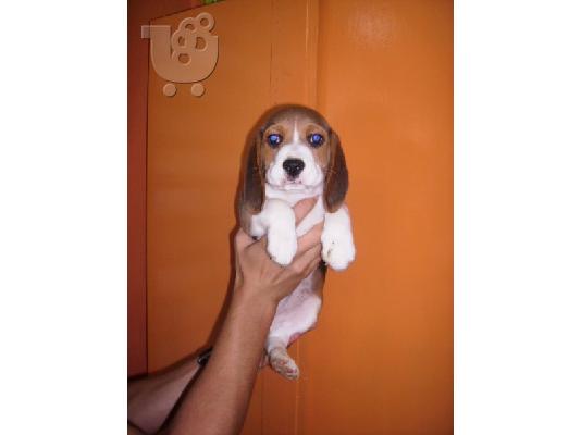 BEAGLE KOYTABIA ΚΑΘΑΡΟΑΙΜΑ-ΠΩΛΟΥΝΤΑΙ Μπίγκλ