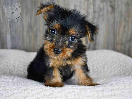 ΠΑΝΕΜΟΡΦΑ ΑΡΣΕΝΙΚΑ ΚΑΙ ΘΗΛΥΚΙΑ ΚΟΥΤΑΒΙΑ YORKIE