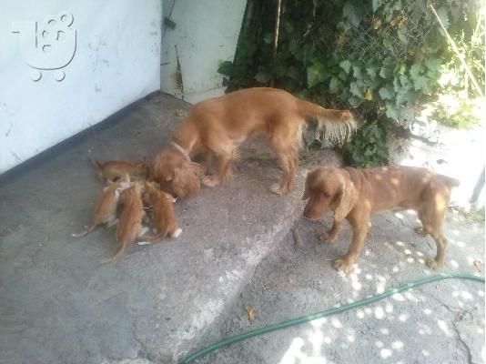 PoulaTo: ΔΙΑΘΕΣΙΜΑ ΚΑΘΑΡΟΑΙΜΑ ΚΟΥΤΑΒΙΑ COCKER SPANIEL (KOKER ESPANIEL)