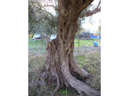 πώληση ελαιόδεντρων