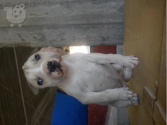 PoulaTo: pitbull